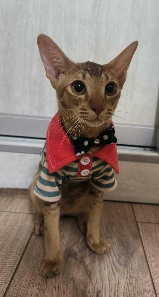 Очаровательные котята