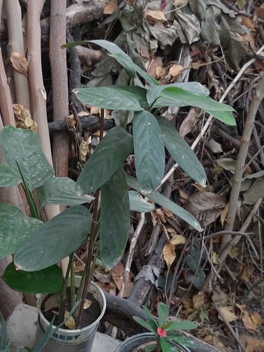 Комнатные цветы дешево