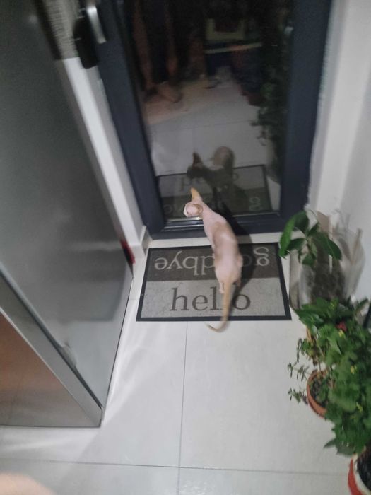 Petsitter/cazare animalute