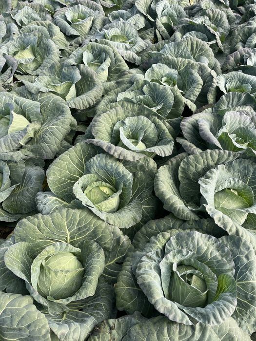 Varza pentru murat !