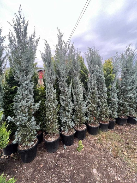 Thuia  leilandi  la comanda