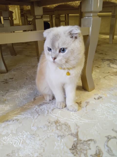продоется скотиш фолд