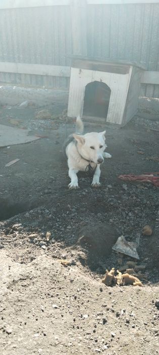 Отдам даром бесплатно