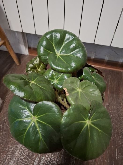 Бегония комнатные растения