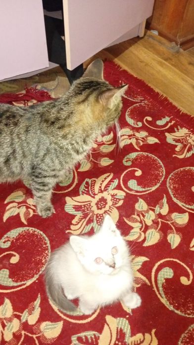 Котята бесплатно