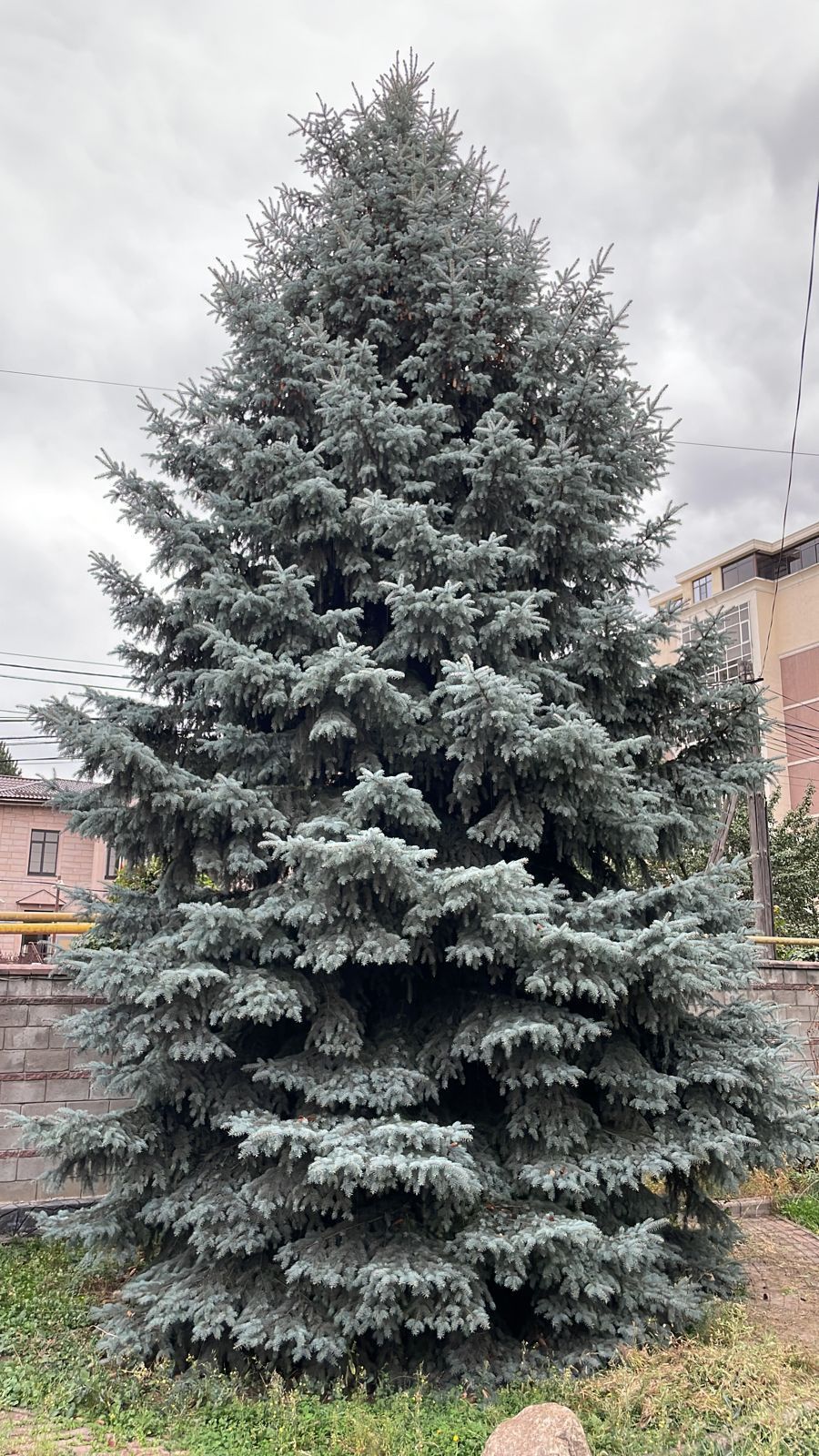 Садовник! Посадка газона, хвойные деревья, плодовые деревья, обрезка