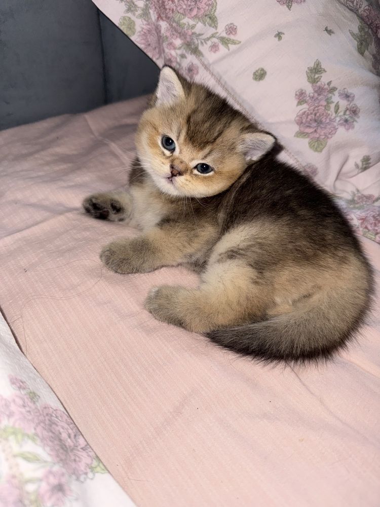 Продаётся британский котенок девочка