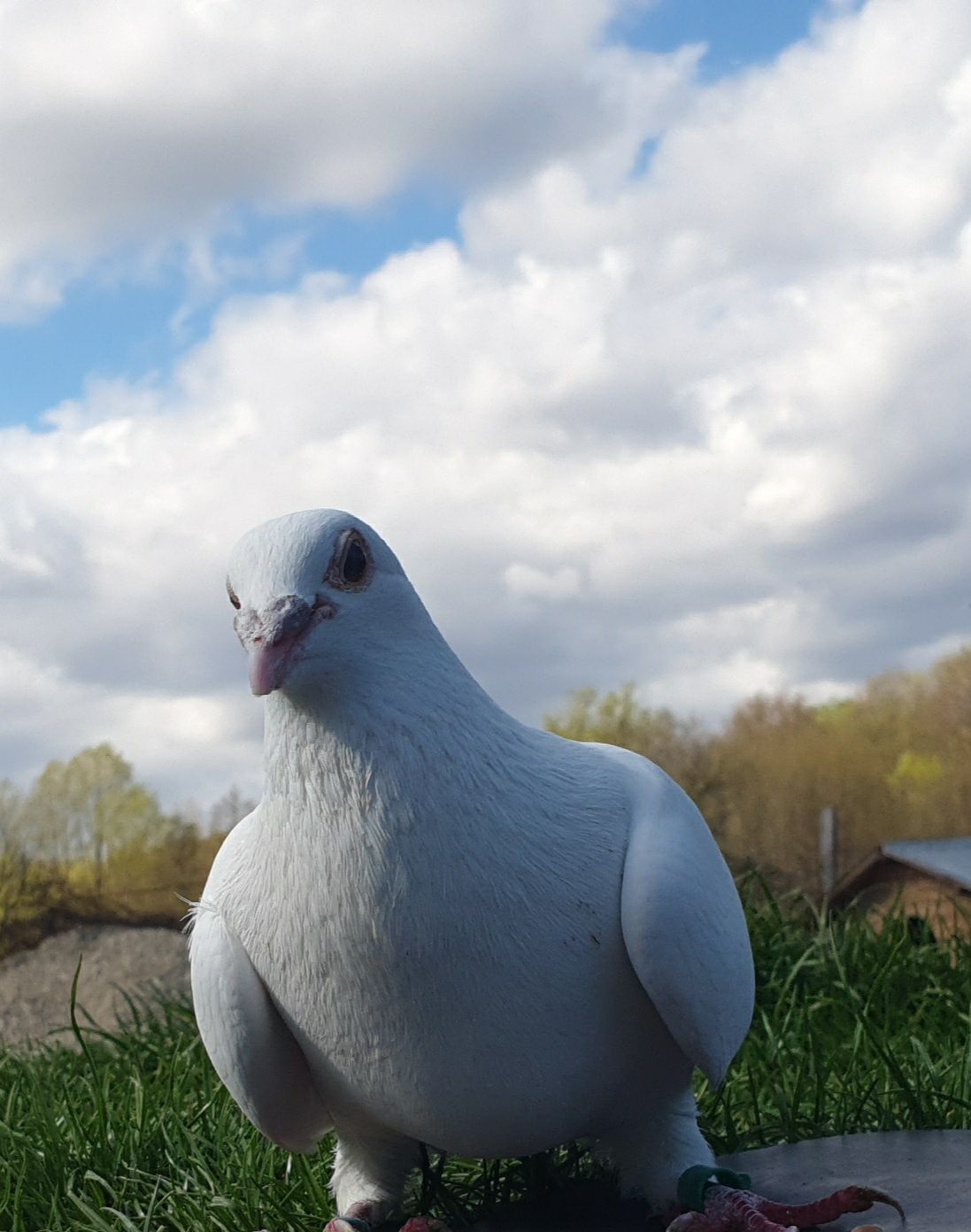 Porumbei voiajori albi