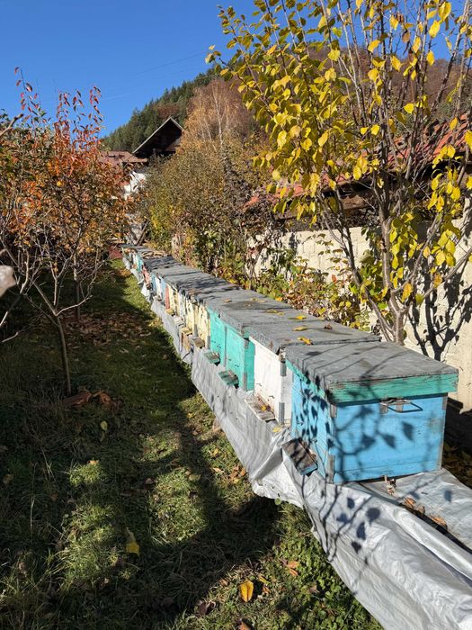 Vand Stupi cu albine (lichidare stupina)