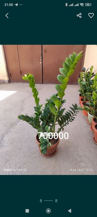 Домашний цветы Замиокалькус Долларовое дерево