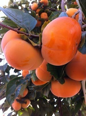 Kaki (Soiul Rosseyanka )
