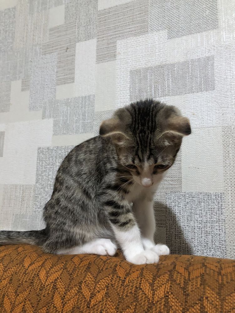 Котенок 3 месяца