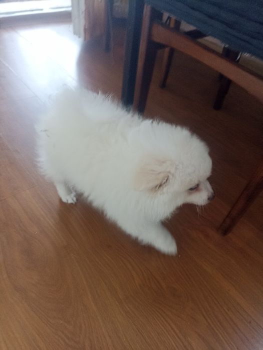 Продава се. Пумеран на 3 месеца ваксиниран 500 лв за сериозни може ком