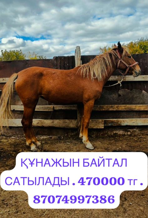 Құнажын байтал, құнан сатылады!