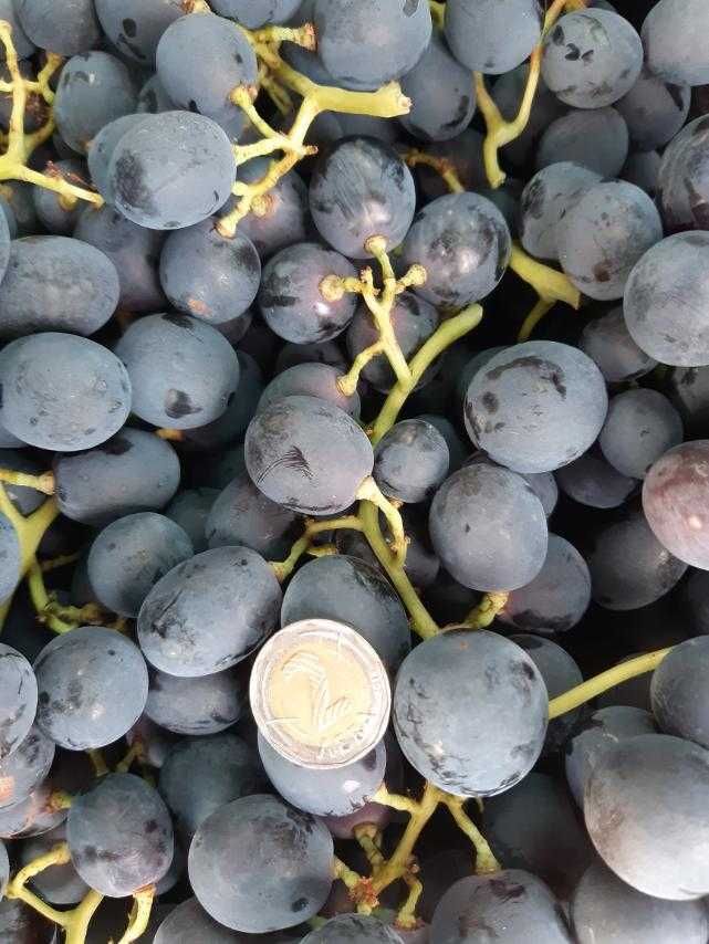 Продавам бяло и черно грозде, също и винените.