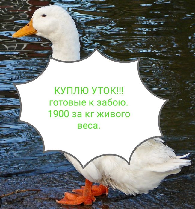 Утки домашние. Уйрек.