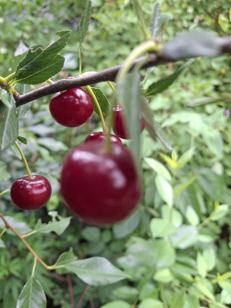 Продам спеллу крупную вишню. Город семей