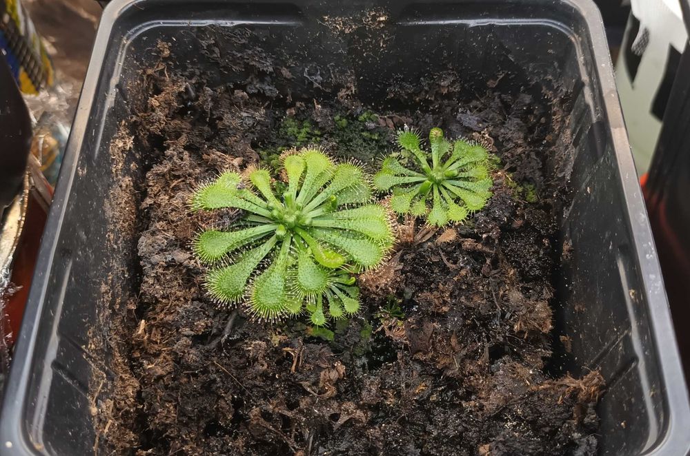 Seminte de planta carnivora din complexul de drosera spatulata