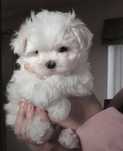 Catel bichon maltez
