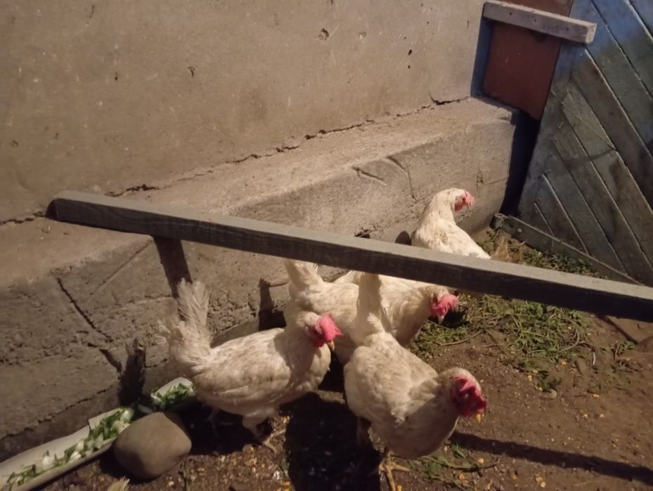 Курицы нисушки хорошие