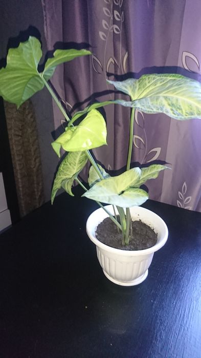 Красавец Сингониум Батерфляй или Тропическая Лиана