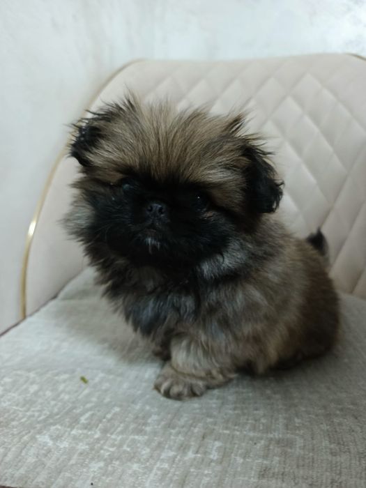 Vând catelusa Pechinez Imperial