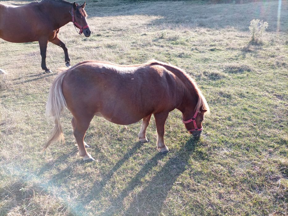 Vand poneita   foarte frumoasa