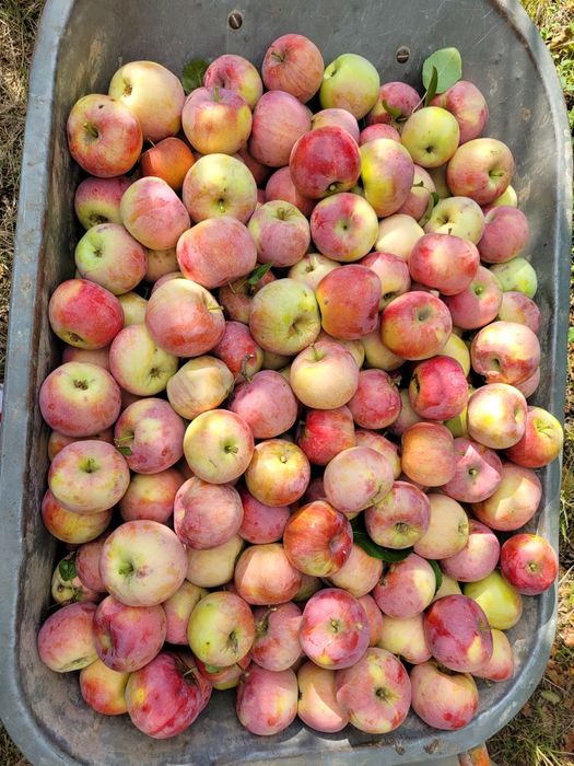 Mere de vanzare  Florina