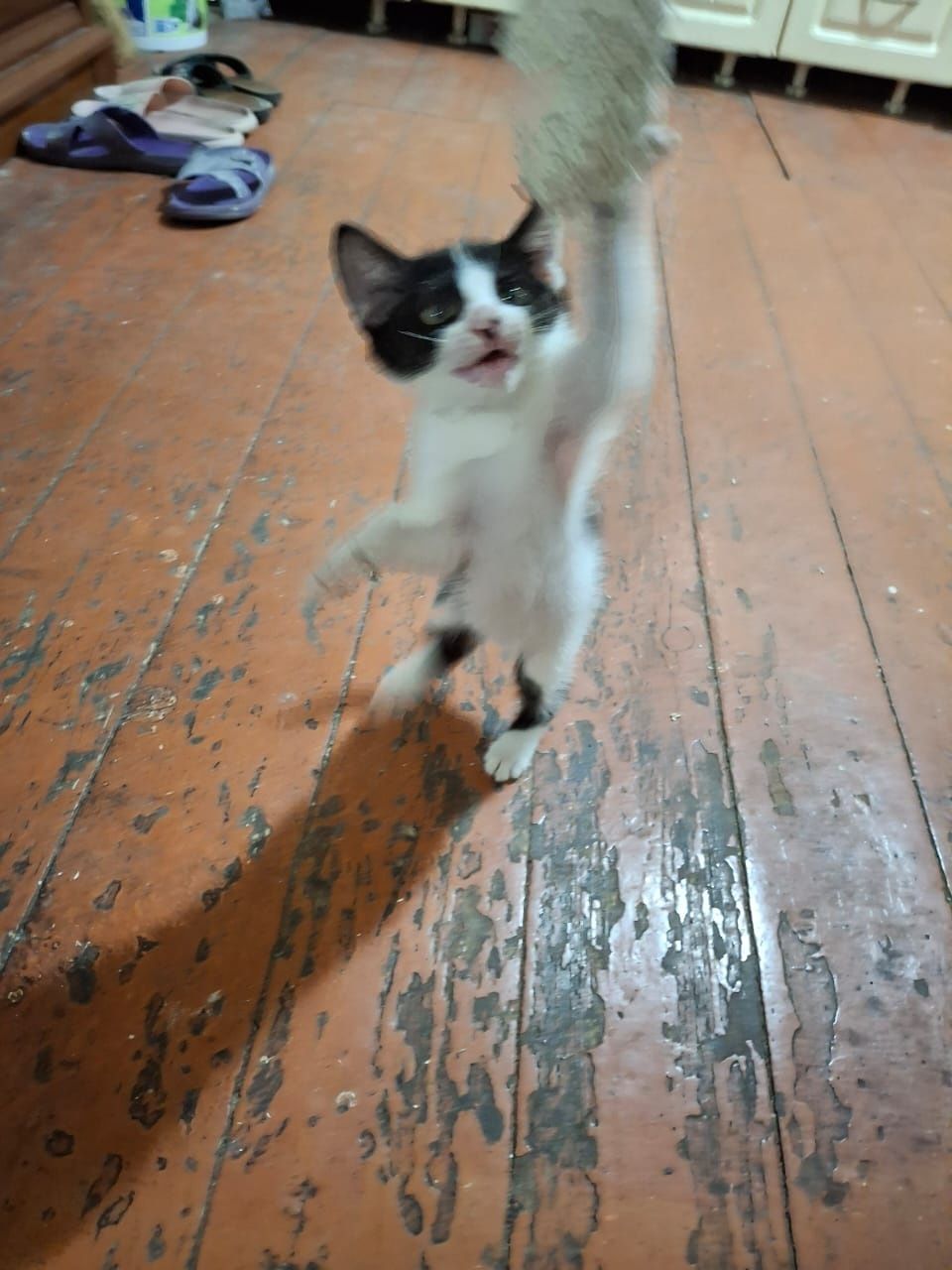 Котёнок бесплатно