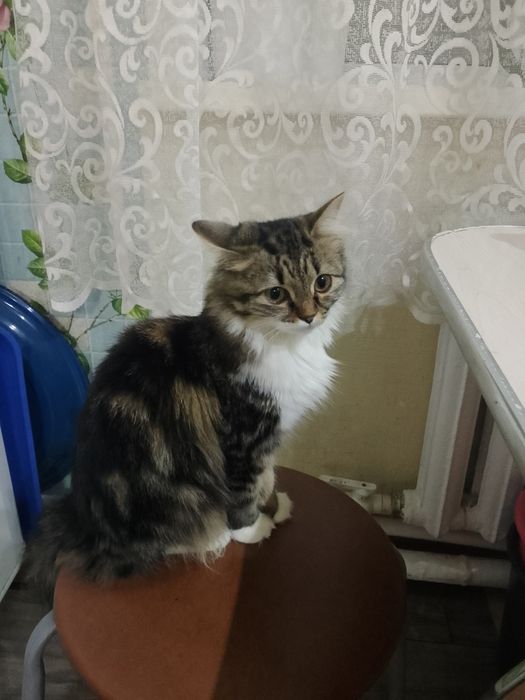 Отдам в добрые руки кошечку