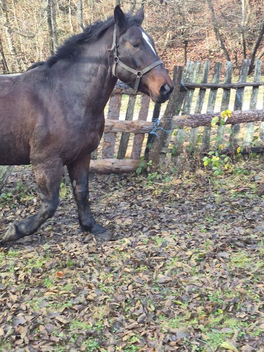 Vand carlan de 3 ani mai multe detali la tel