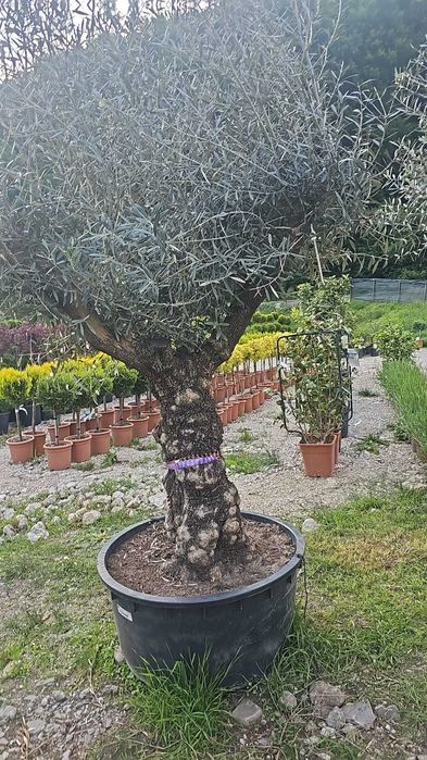 Arțar roșu japonez și alți copaci – livrare și montaj garantat