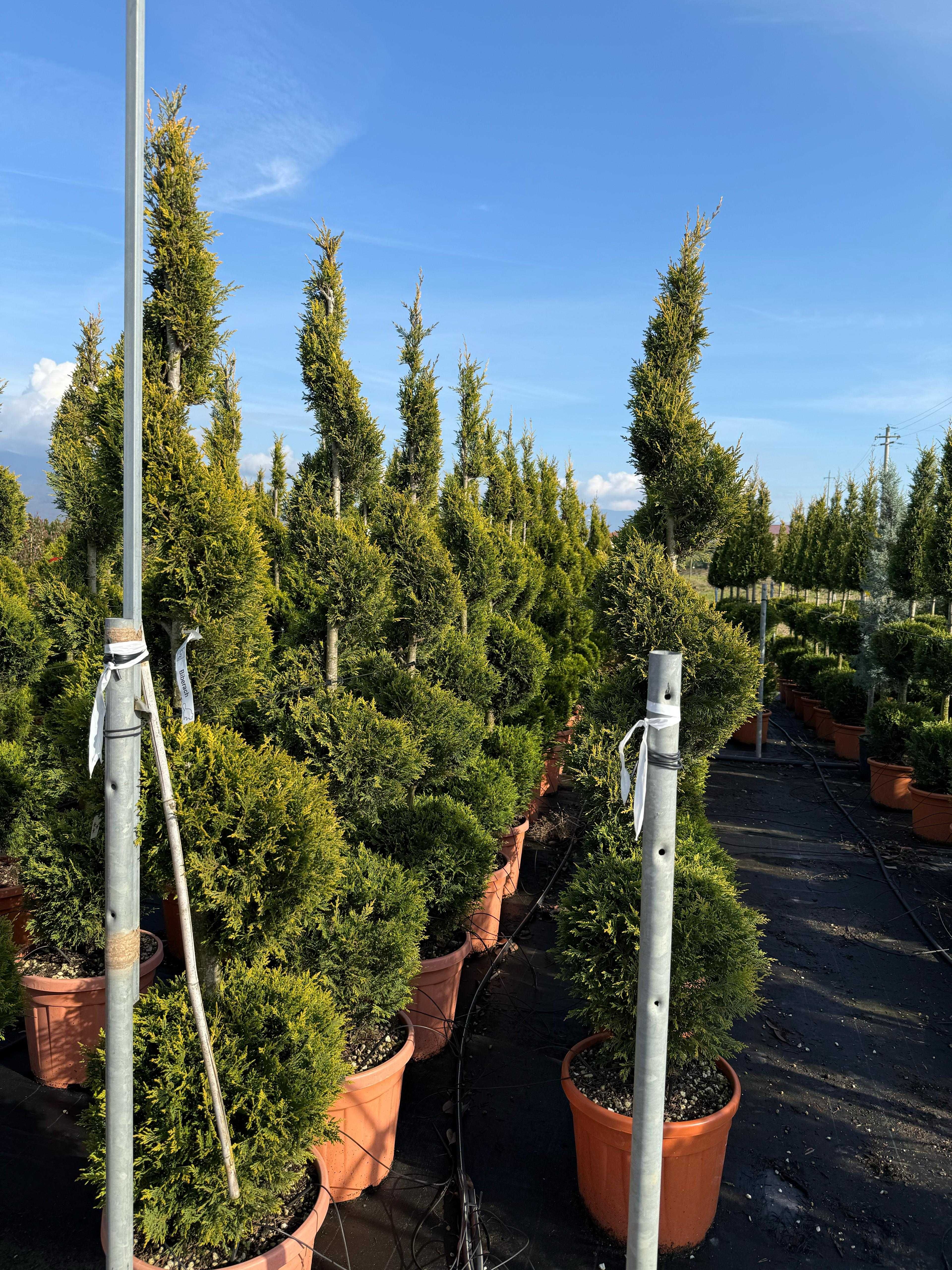 Tuia Smaragd și Leylandii – Gard viu dens și verde tot anul!