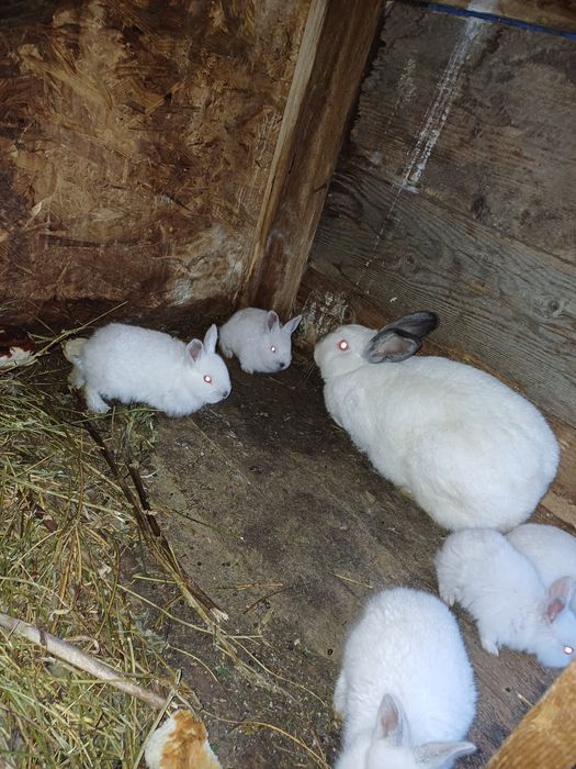 Vând 6 iepuri 4 femele și 2 masculi toți 10 milioane