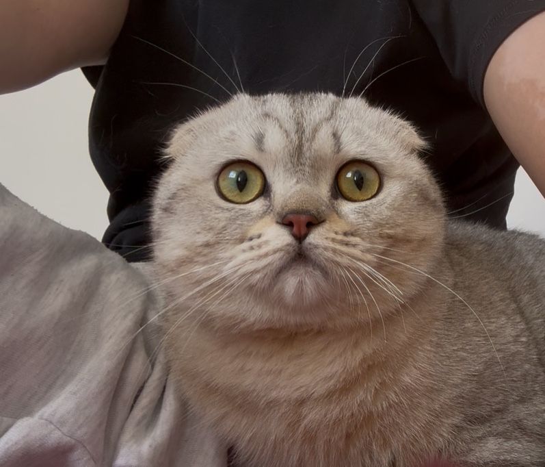 Шотландский кот