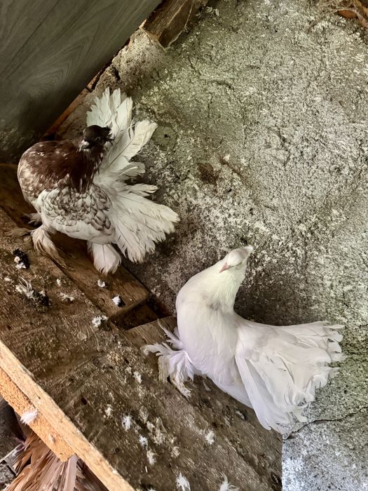 Porumbei Voltati Indieni