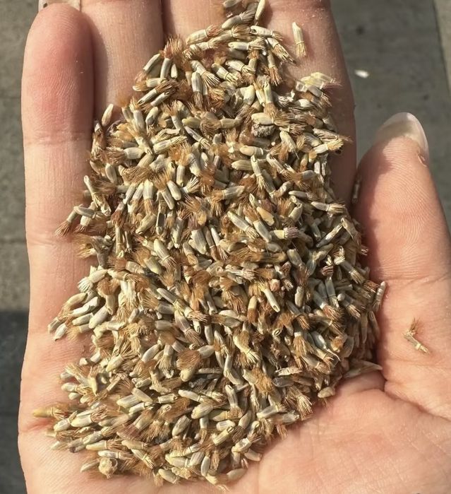 Seminte de albăstrea (Centaurea cyanus) 100pcs