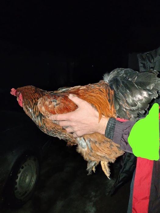 Продам петухов брама