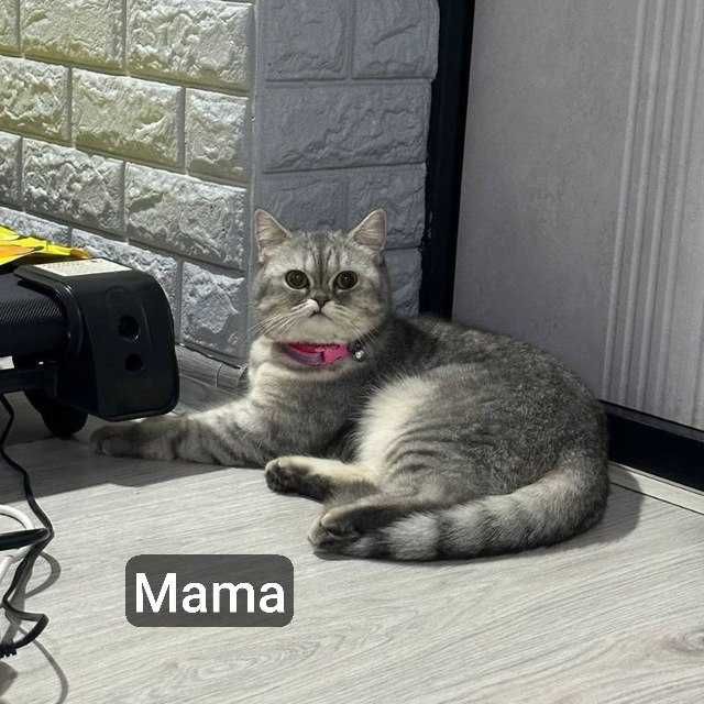Britan shinshila mushiklari , котята шиншиллы чистокровные