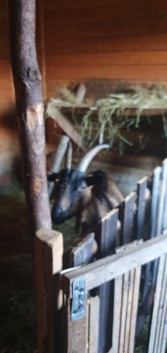 Capre alpine franceze