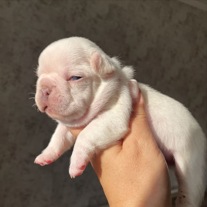 Французские бульдоги цветные