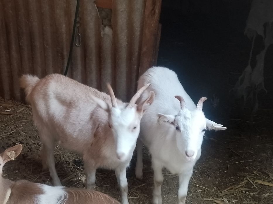 Ieduțe alpine cu sannen