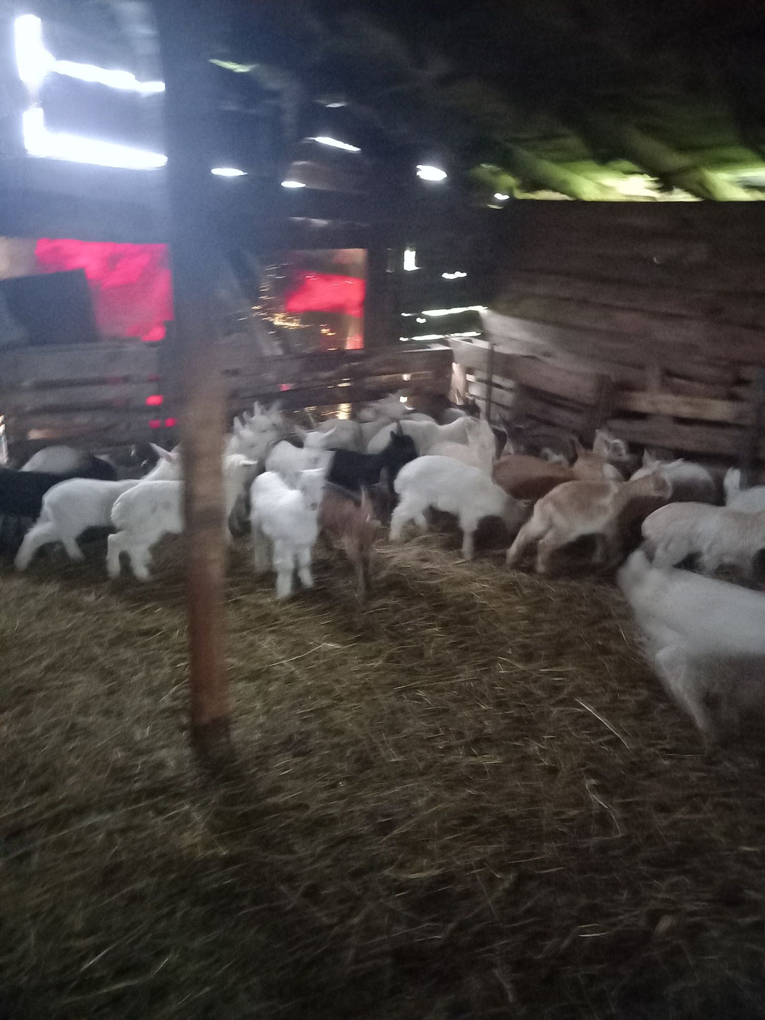 Vând țepişori pentru tăiat