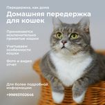 Передержка для кошек
