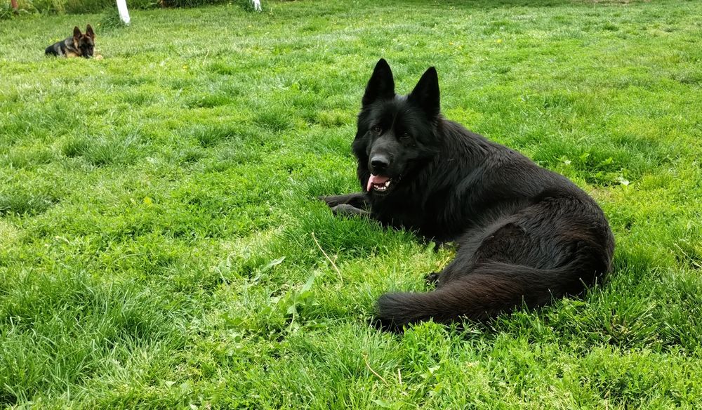 Mascul Ciobanesc german cu pedigree