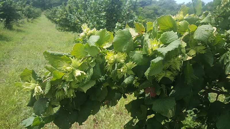 Puieti de alun certificati