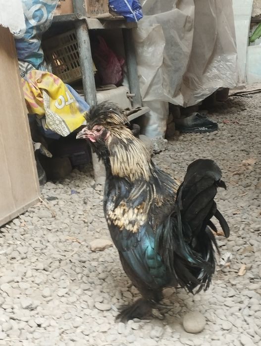 Yapon xoʻroz zotli
