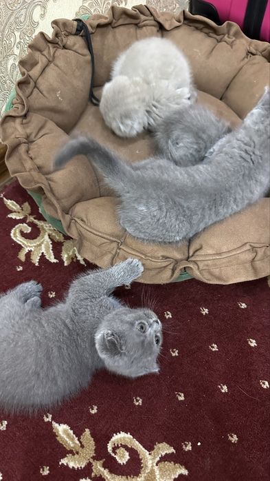 Шотландские вислоухие котята scotish fold,продаются)