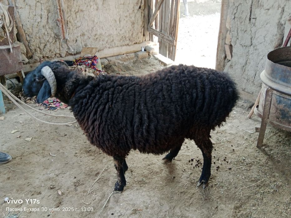 37 kilo keladi quloği kesilmagan