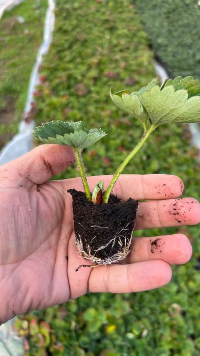 Разсад ягоди “Малинг Виталити”